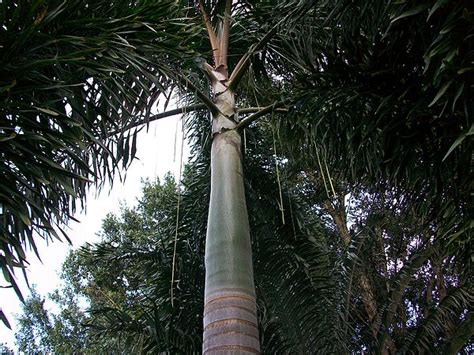 crown palms|crownshaft palm.
